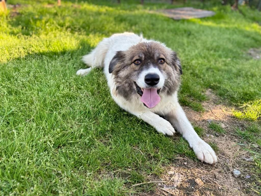 Tiana, female 4yo Mixed Breed for adoption at Ein Herz für Streuner e.V., München