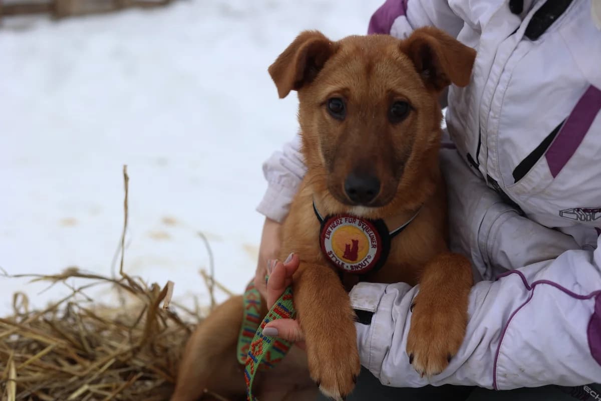 Tiana, female puppy Mixed Breed for adoption at Ein Herz für Streuner e.V., München