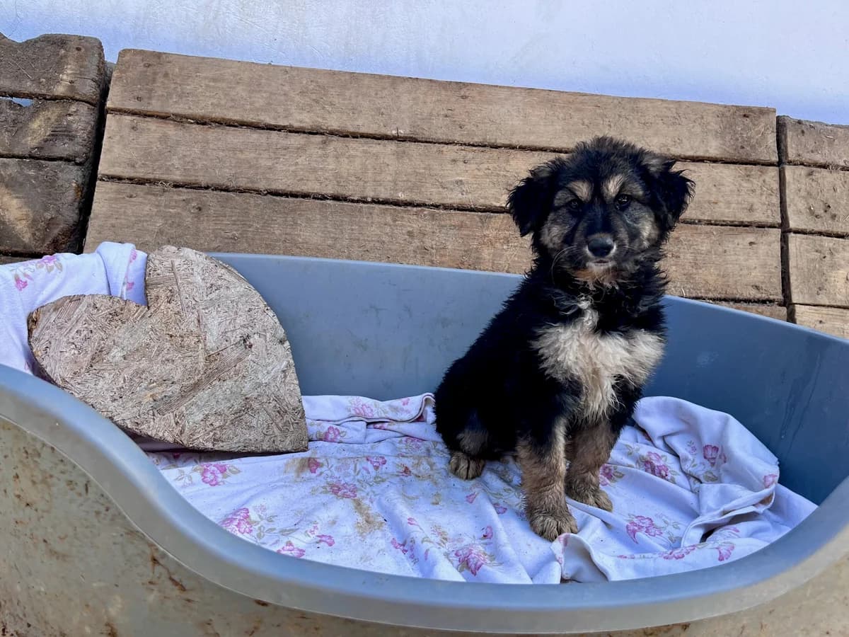 Tiara, braun female puppy Mixed Breed for adoption at Ein Herz für Streuner e.V., München