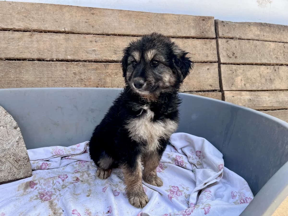 Tiara, braun female puppy Mixed Breed for adoption at Ein Herz für Streuner e.V., München