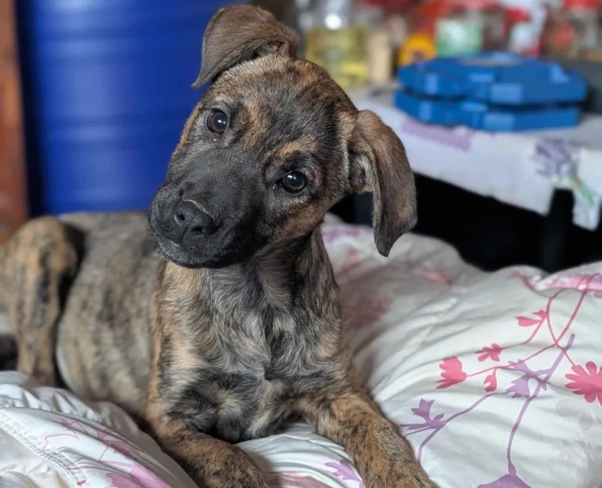 Tiara, braun female puppy Mixed Breed for adoption at Ein Herz für Streuner e.V., München