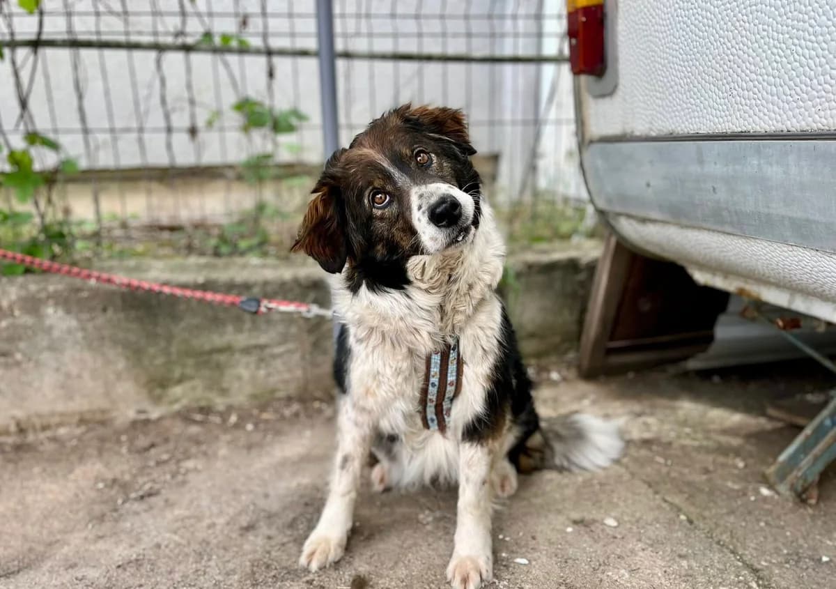 Tiara, female 4yo Mixed Breed for adoption at Ein Herz für Streuner e.V., München