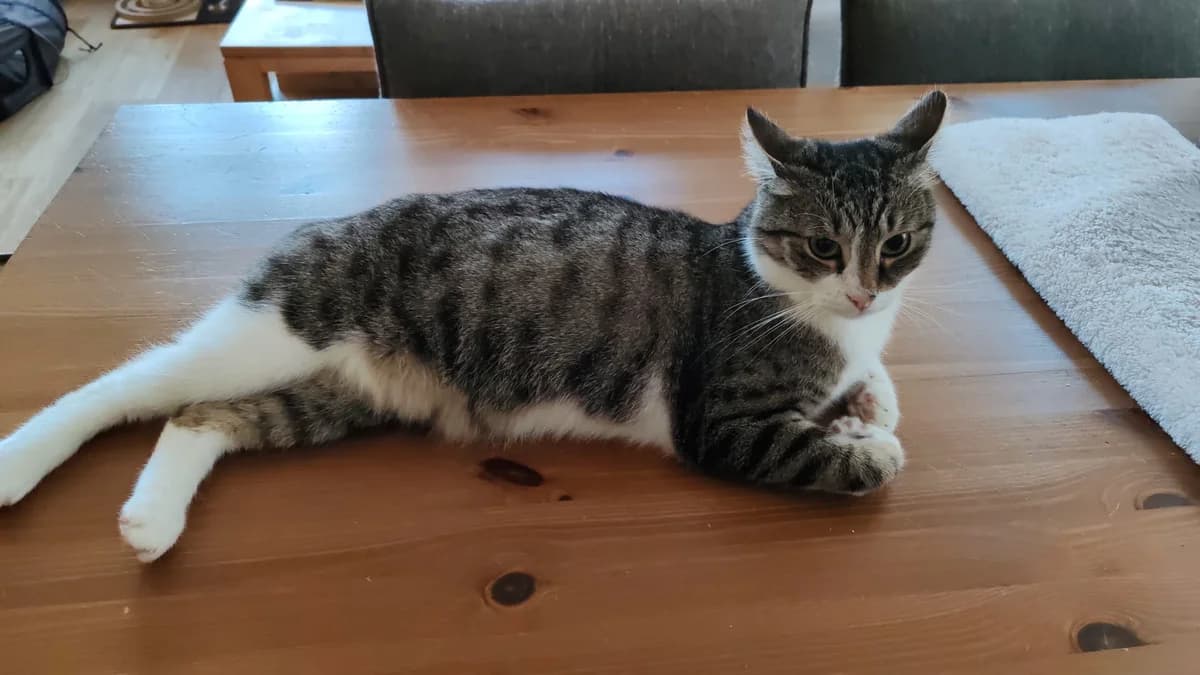 Tiberius, male 5yo Mixed Breed for adoption at Ein Herz für Streuner e.V., München