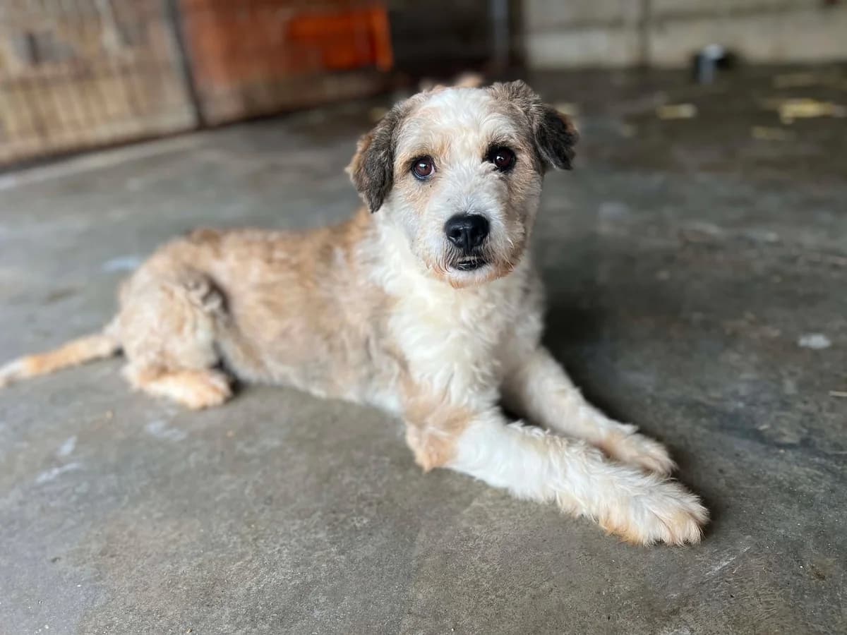 Tibor, creme male 3yo Mixed Breed for adoption at Ein Herz für Streuner e.V., München