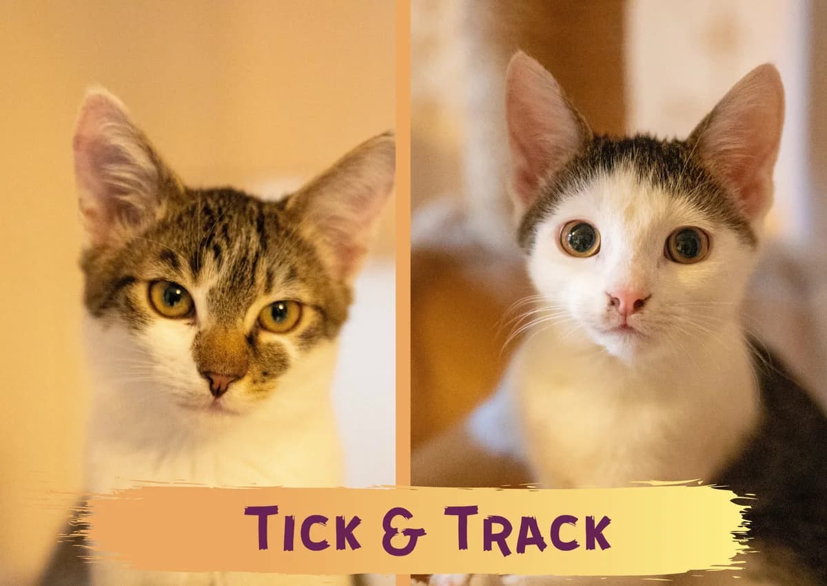TICK&TRACK- ca. 6 Monate, male puppy Mixed Breed for adoption at Ein Herz für Streuner e.V., München