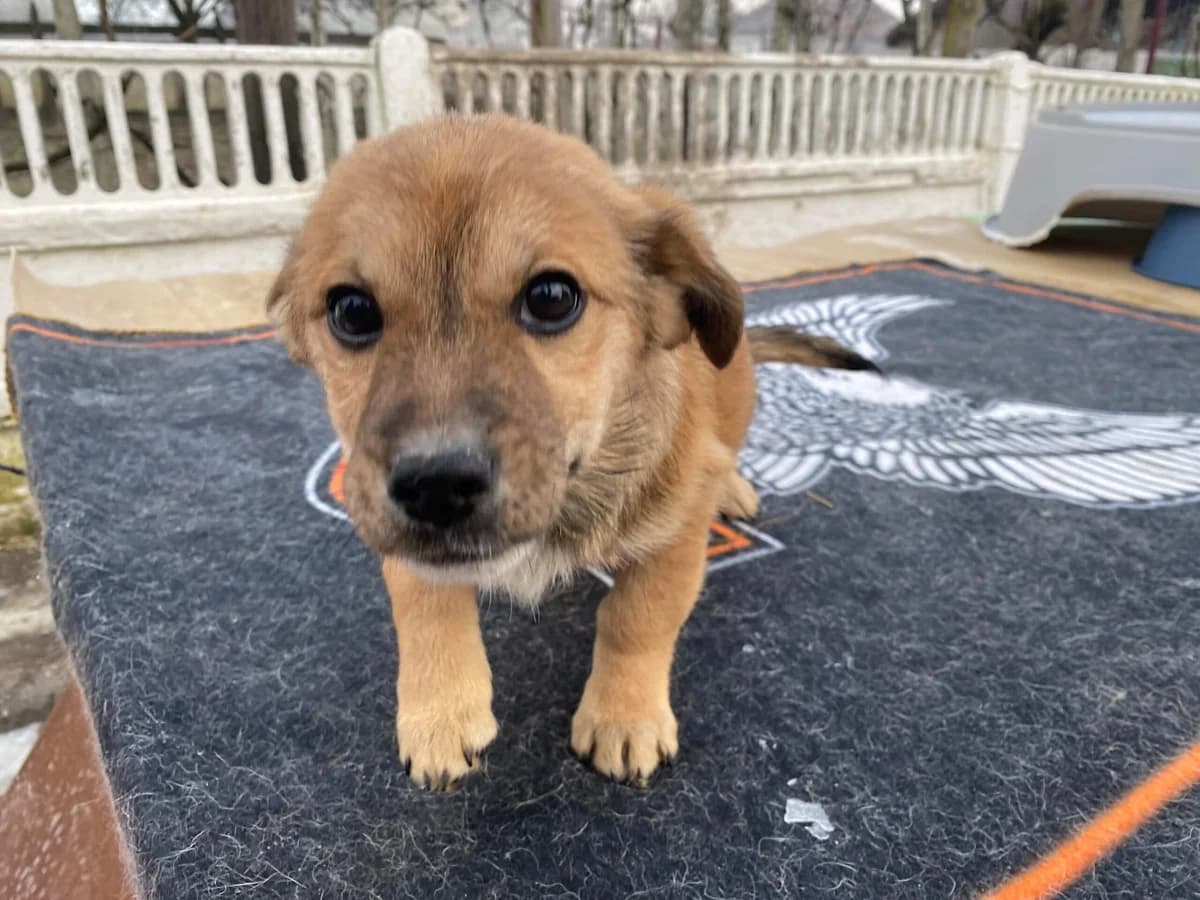 Tico, male puppy Mixed Breed for adoption at Ein Herz für Streuner e.V., München