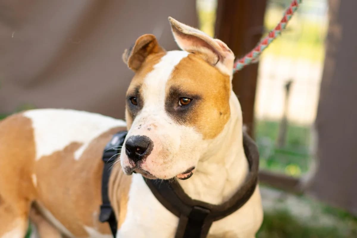 Tidus, male 5yo Mixed Breed for adoption at Ein Herz für Streuner e.V., München