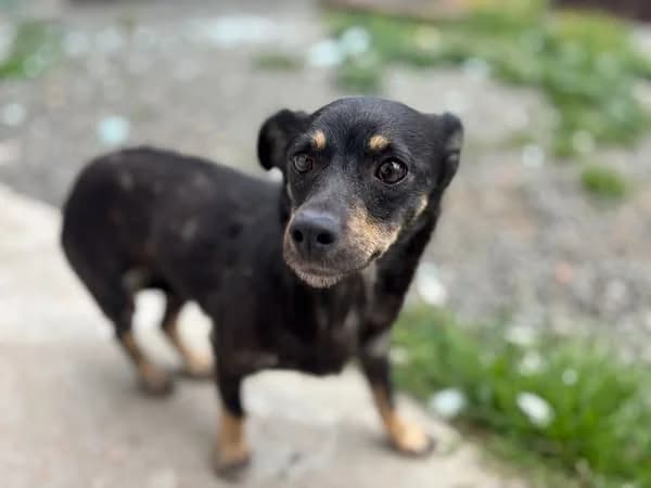 Tiffi, female 3yo Mixed Breed for adoption at Ein Herz für Streuner e.V., München