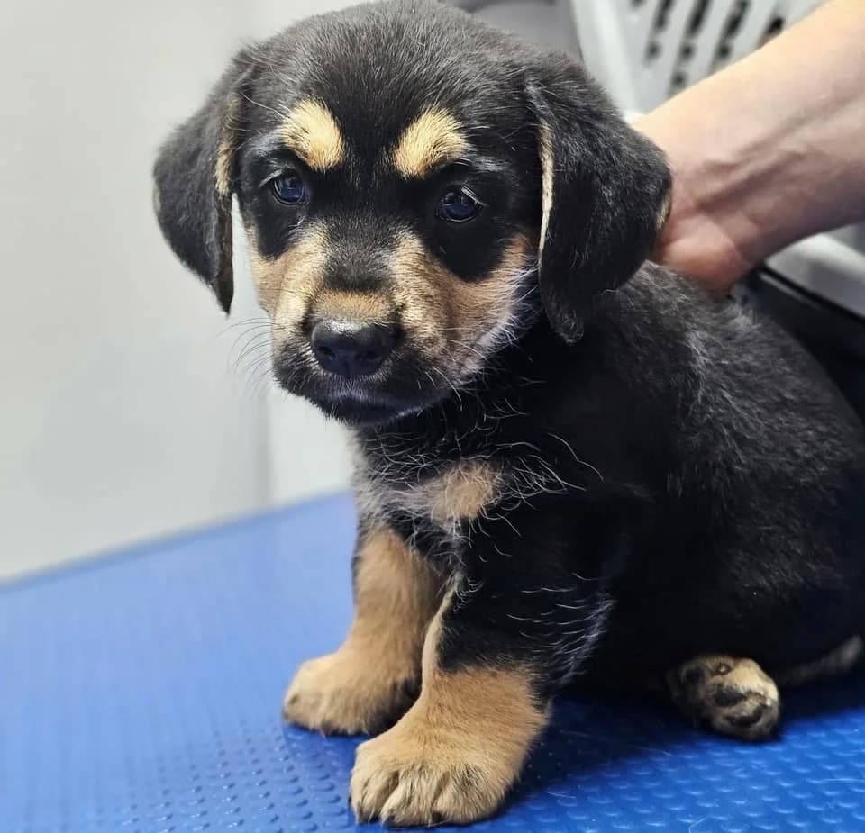 Tiffy, Mixed Breed for adoption at Ein Herz für Streuner e.V., München