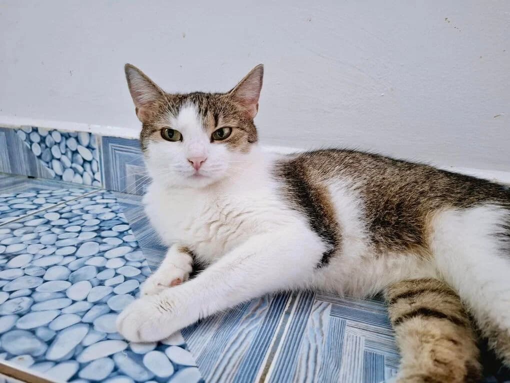 Tiffy, female 5yo Mixed Breed for adoption at Ein Herz für Streuner e.V., München