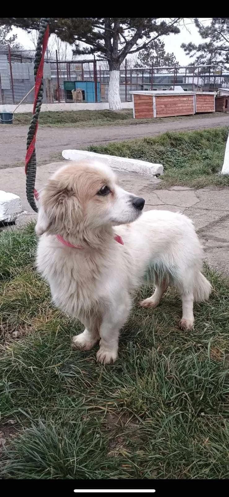 Tiffy, female 3yo Mixed Breed for adoption at Ein Herz für Streuner e.V., München
