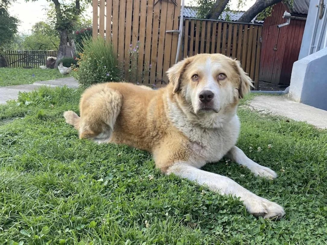 Tijara, weiß female 5yo Mixed Breed for adoption at Ein Herz für Streuner e.V., München