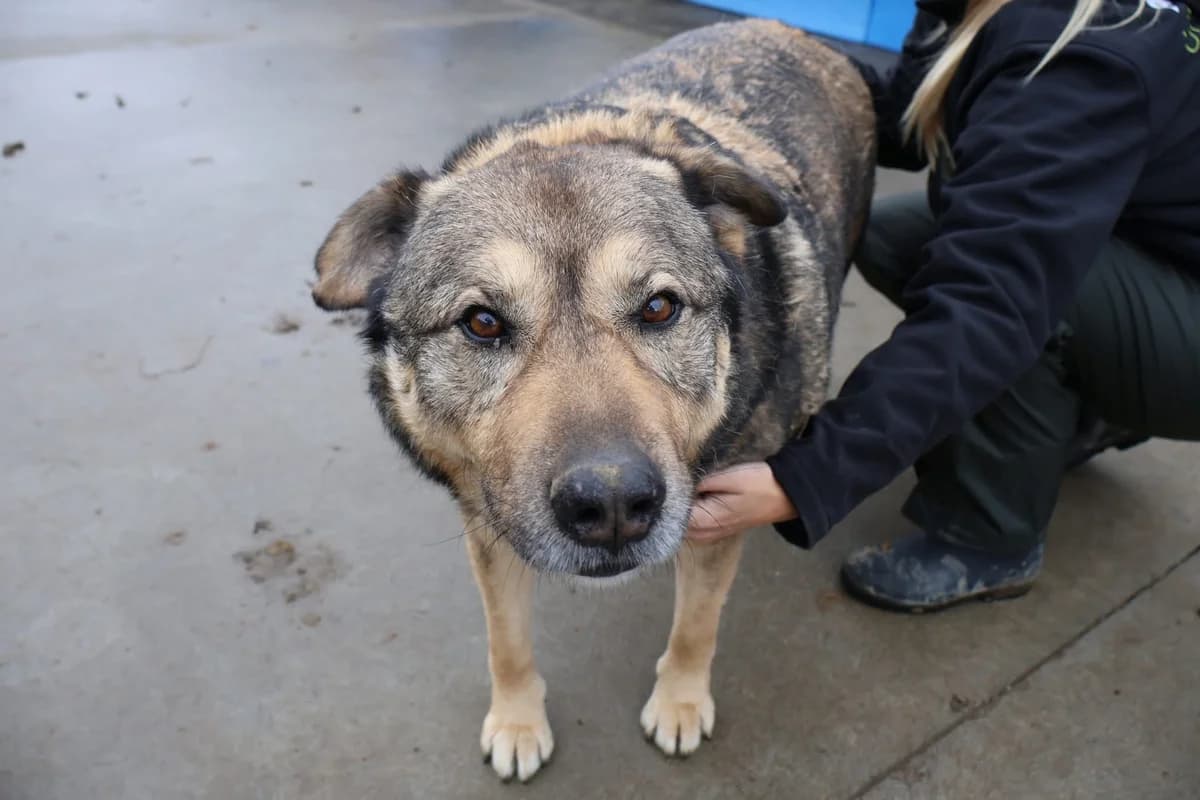 Tikaani, braun male senior Mixed Breed for adoption at Ein Herz für Streuner e.V., München