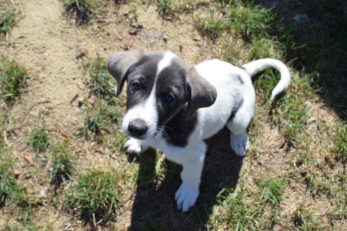 Tiko, male puppy Mixed Breed for adoption at Ein Herz für Streuner e.V., München