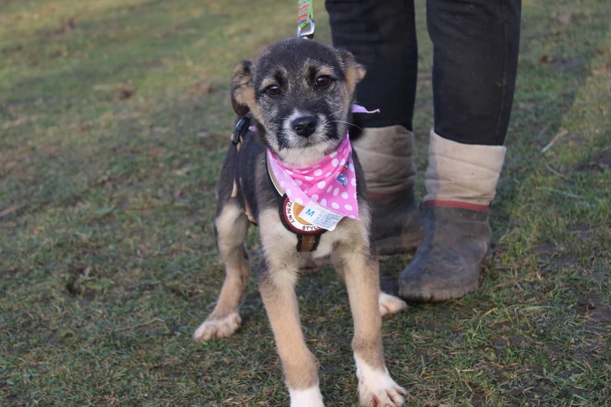 Tila, female puppy Mixed Breed for adoption at Ein Herz für Streuner e.V., München