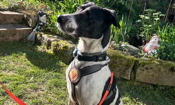 Tilda, female 5yo Mixed Breed for adoption at Ein Herz für Streuner e.V., München