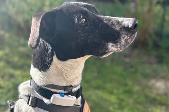 Tilda, female 5yo Mixed Breed for adoption at Ein Herz für Streuner e.V., München