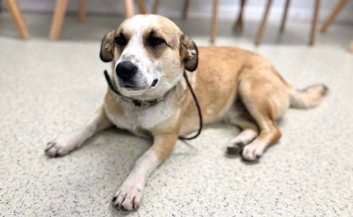 Tilda, female 5yo Mixed Breed for adoption at Ein Herz für Streuner e.V., München