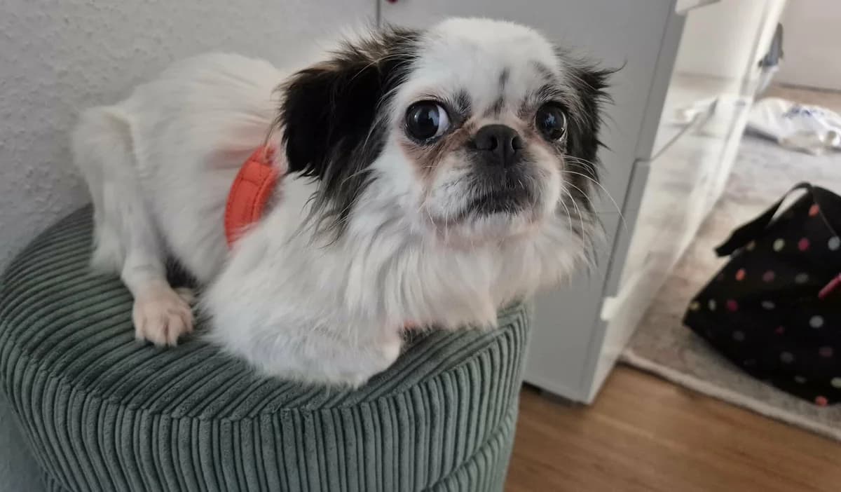 Tilda, female 4yo Mixed Breed for adoption at Ein Herz für Streuner e.V., München