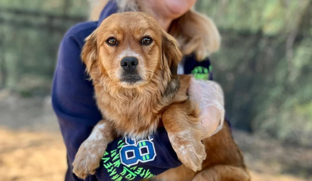 Tilda, puppy Mixed Breed for adoption at Ein Herz für Streuner e.V., München