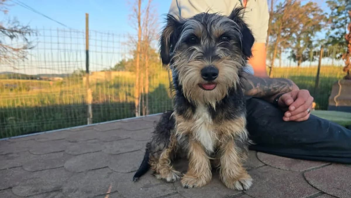 Tilda, young Mixed Breed for adoption at Ein Herz für Streuner e.V., München