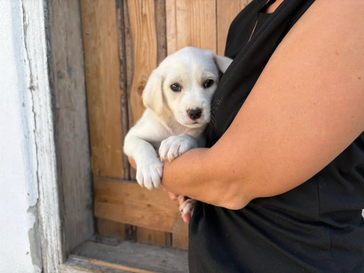 Tili, female puppy Mixed Breed for adoption at Ein Herz für Streuner e.V., München