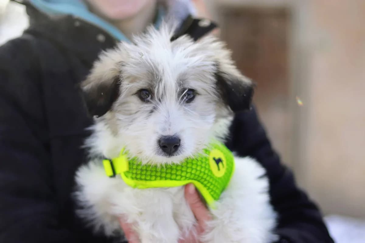 Tilia, female puppy Mixed Breed for adoption at Ein Herz für Streuner e.V., München