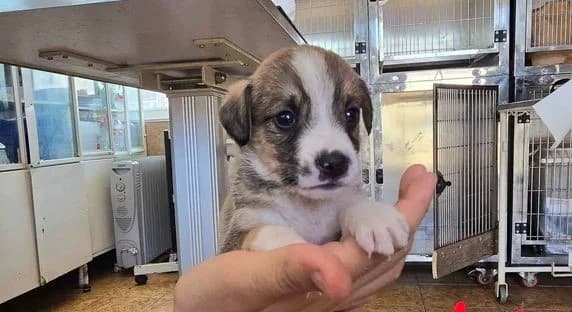 Tilly, puppy Mixed Breed for adoption at Ein Herz für Streuner e.V., München