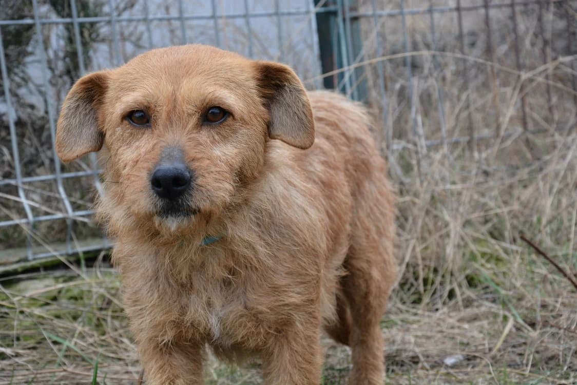 Tilly, female young Mixed Breed for adoption at Ein Herz für Streuner e.V., München