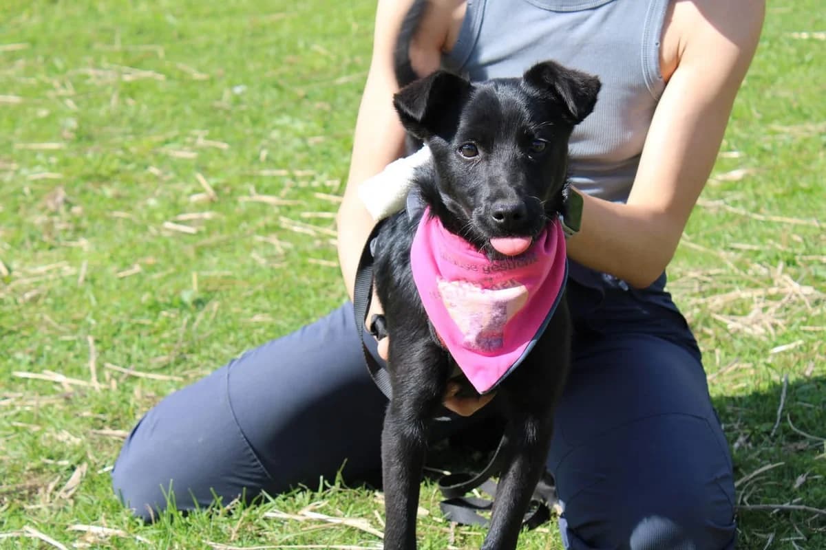 Tilly, female puppy Mixed Breed for adoption at Ein Herz für Streuner e.V., München