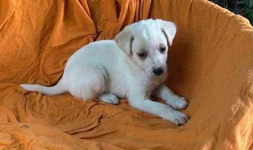 Tilly, Mixed Breed for adoption at Ein Herz für Streuner e.V., München