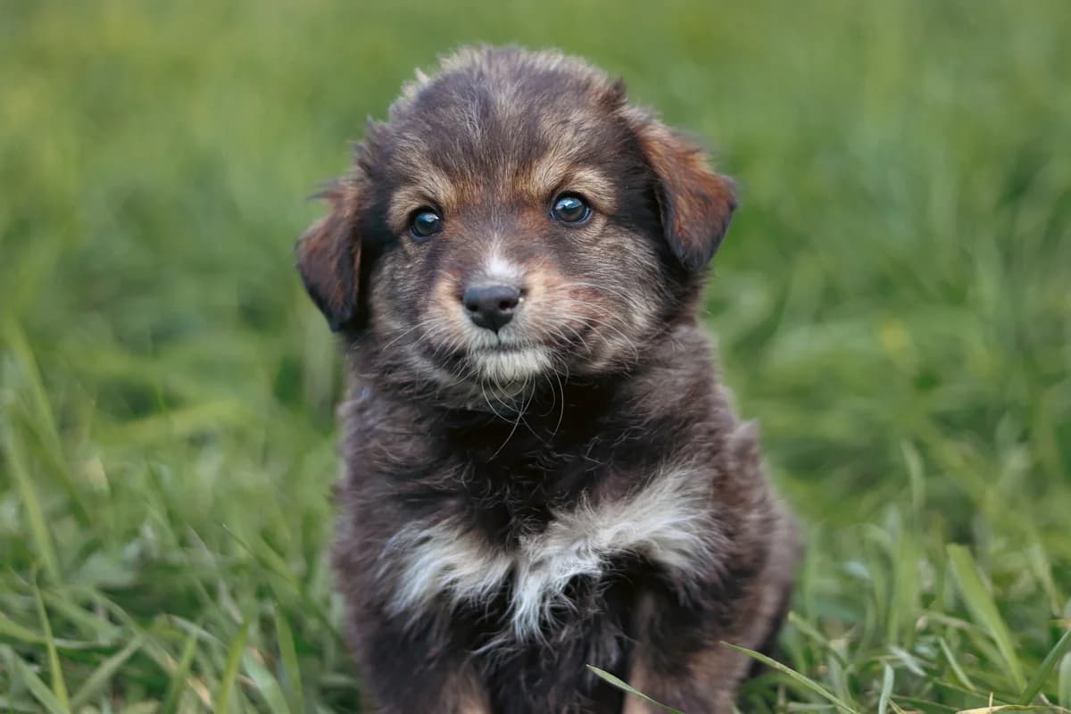 Tilly, female puppy Mixed Breed for adoption at Ein Herz für Streuner e.V., München