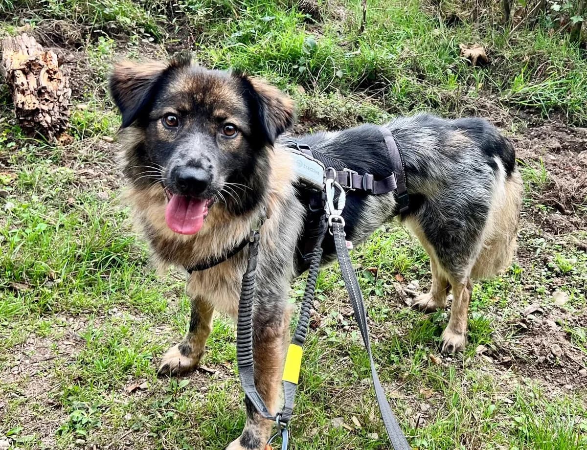 Tilly, female young Mixed Breed for adoption at Ein Herz für Streuner e.V., München