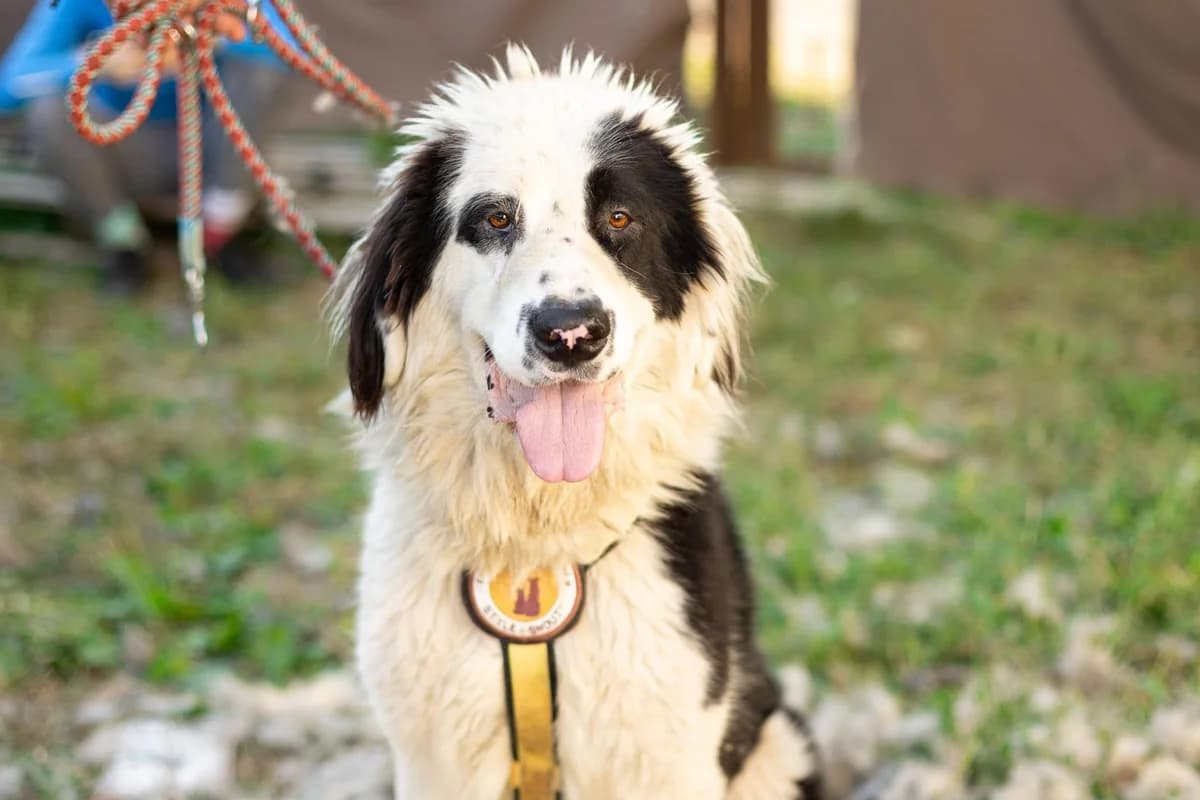 Tim, male 4yo Mixed Breed for adoption at Ein Herz für Streuner e.V., München