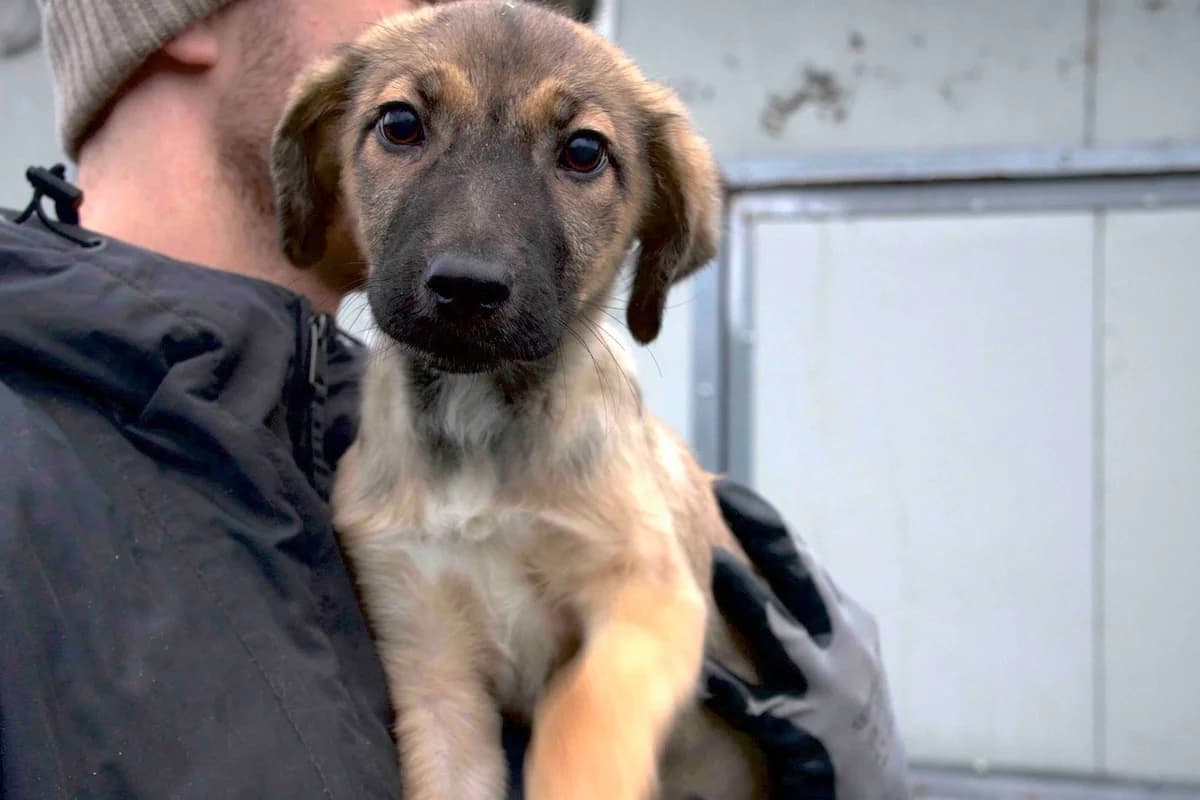 Timba, weiß female puppy Mixed Breed for adoption at Ein Herz für Streuner e.V., München