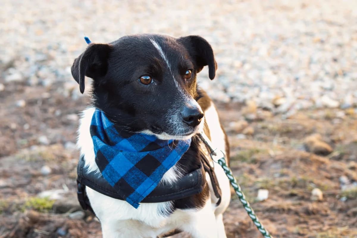 Timber, male 5yo Mixed Breed for adoption at Ein Herz für Streuner e.V., München