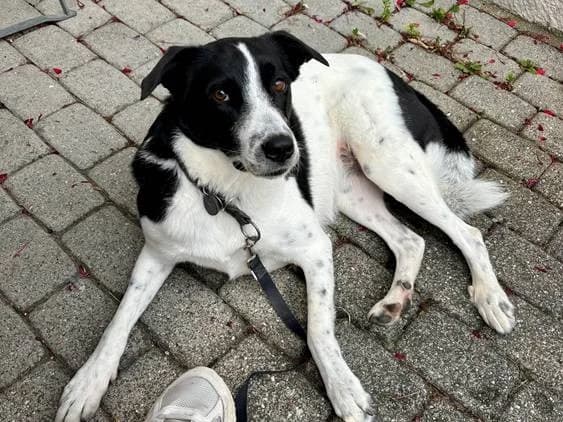 Timea, female 5yo Mixed Breed for adoption at Ein Herz für Streuner e.V., München