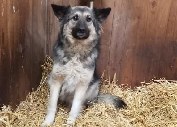 Timo, male 5yo Mixed Breed for adoption at Ein Herz für Streuner e.V., München