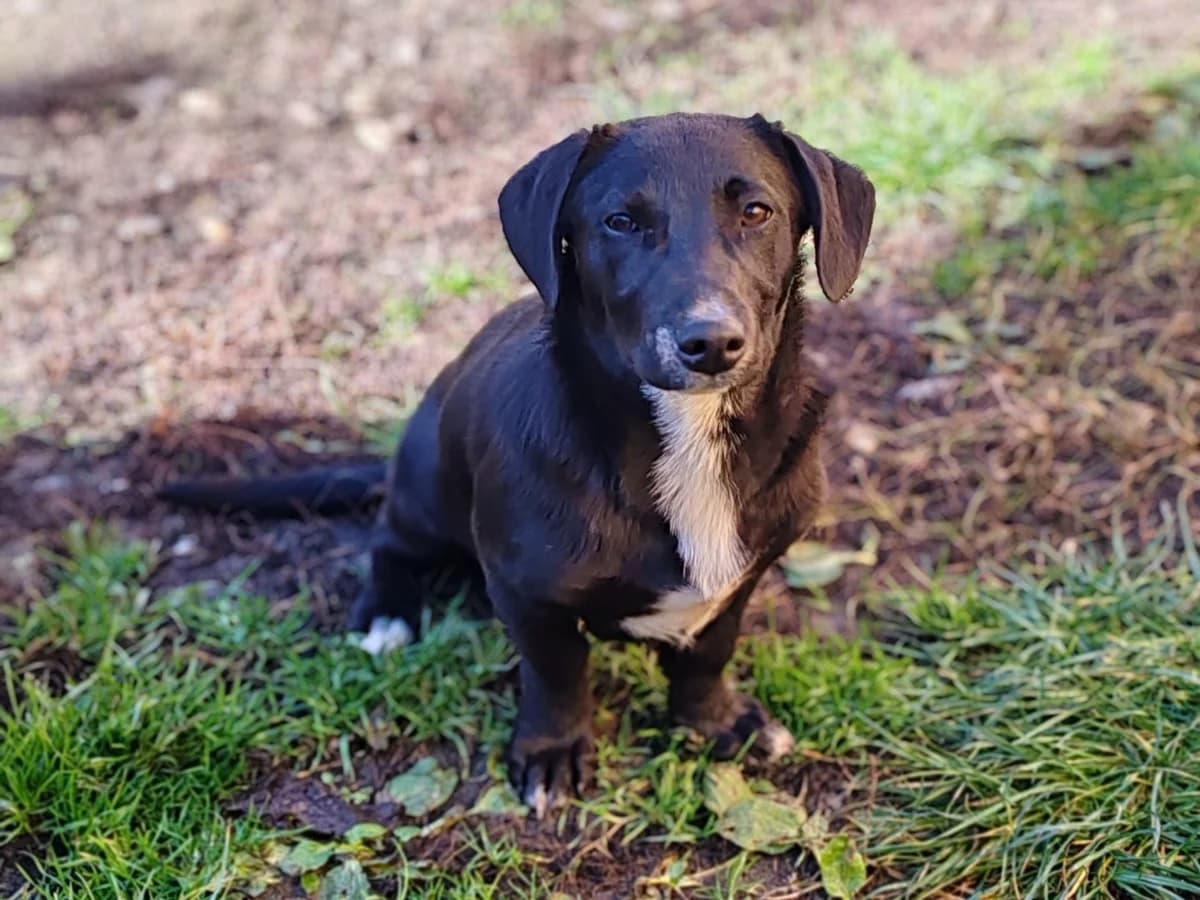 Timon, male puppy Mixed Breed for adoption at Ein Herz für Streuner e.V., München