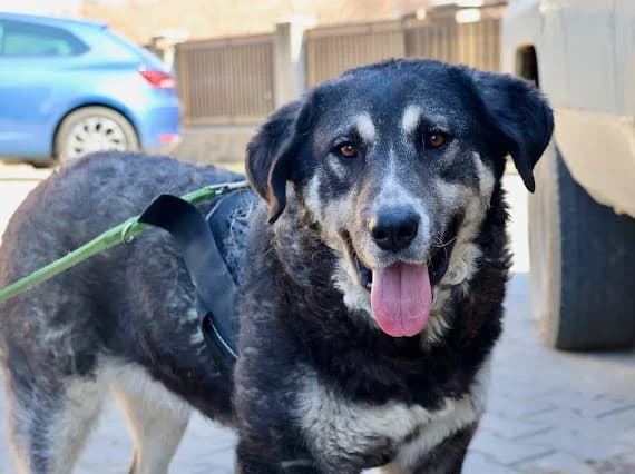 Tina, schwarz female 4yo Mixed Breed for adoption at Ein Herz für Streuner e.V., München