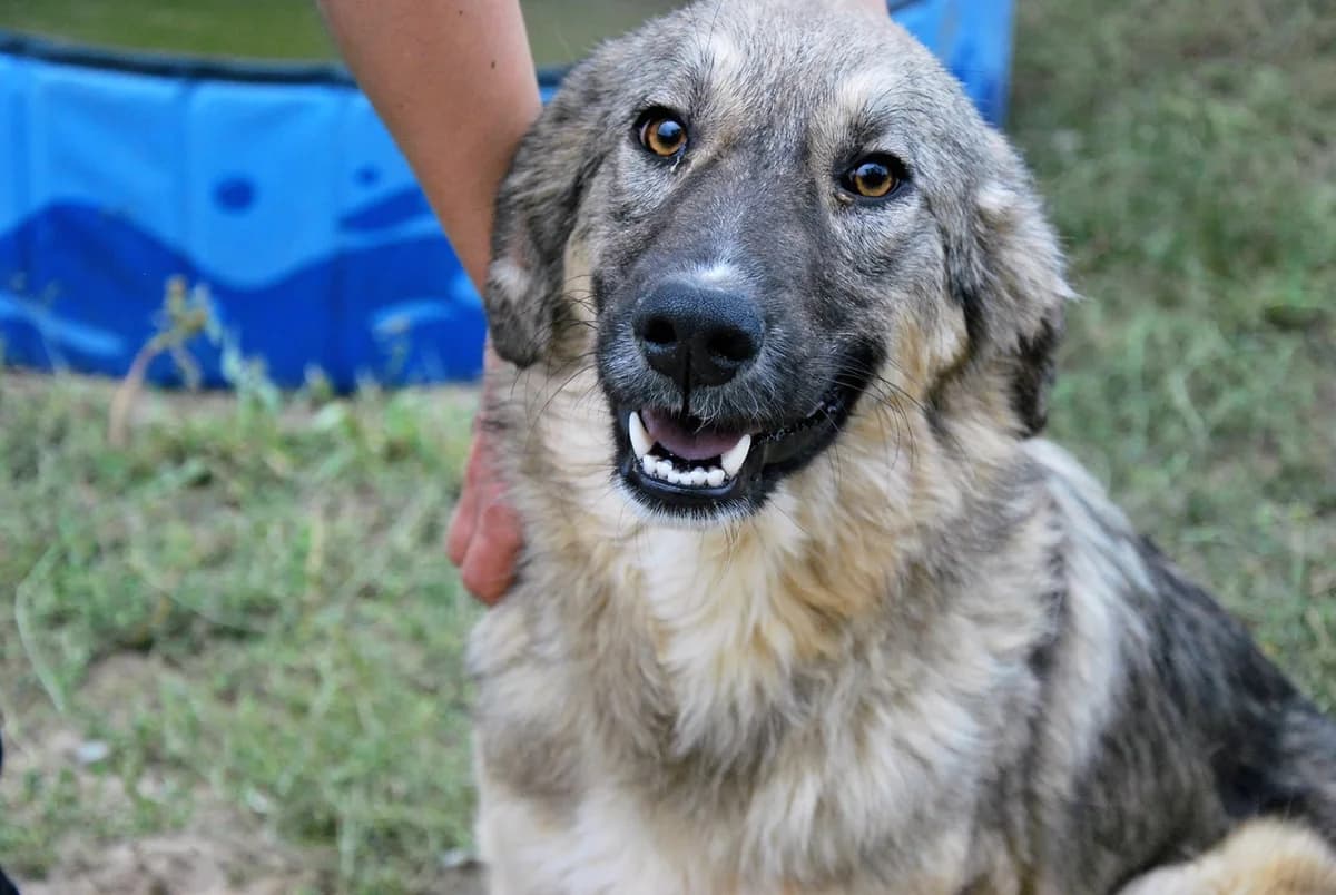 Tindra, female young Mixed Breed for adoption at Ein Herz für Streuner e.V., München