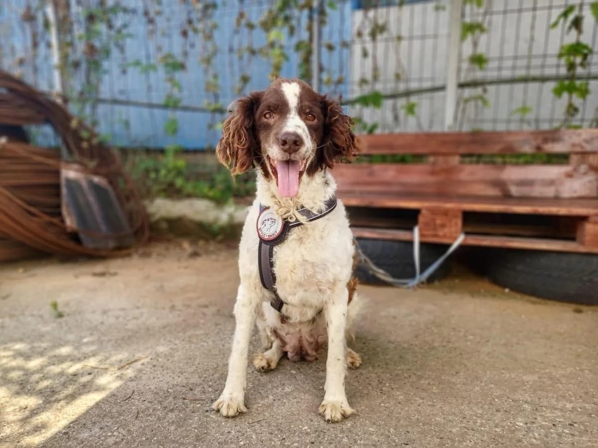 Tine, female 5yo Mixed Breed for adoption at Ein Herz für Streuner e.V., München