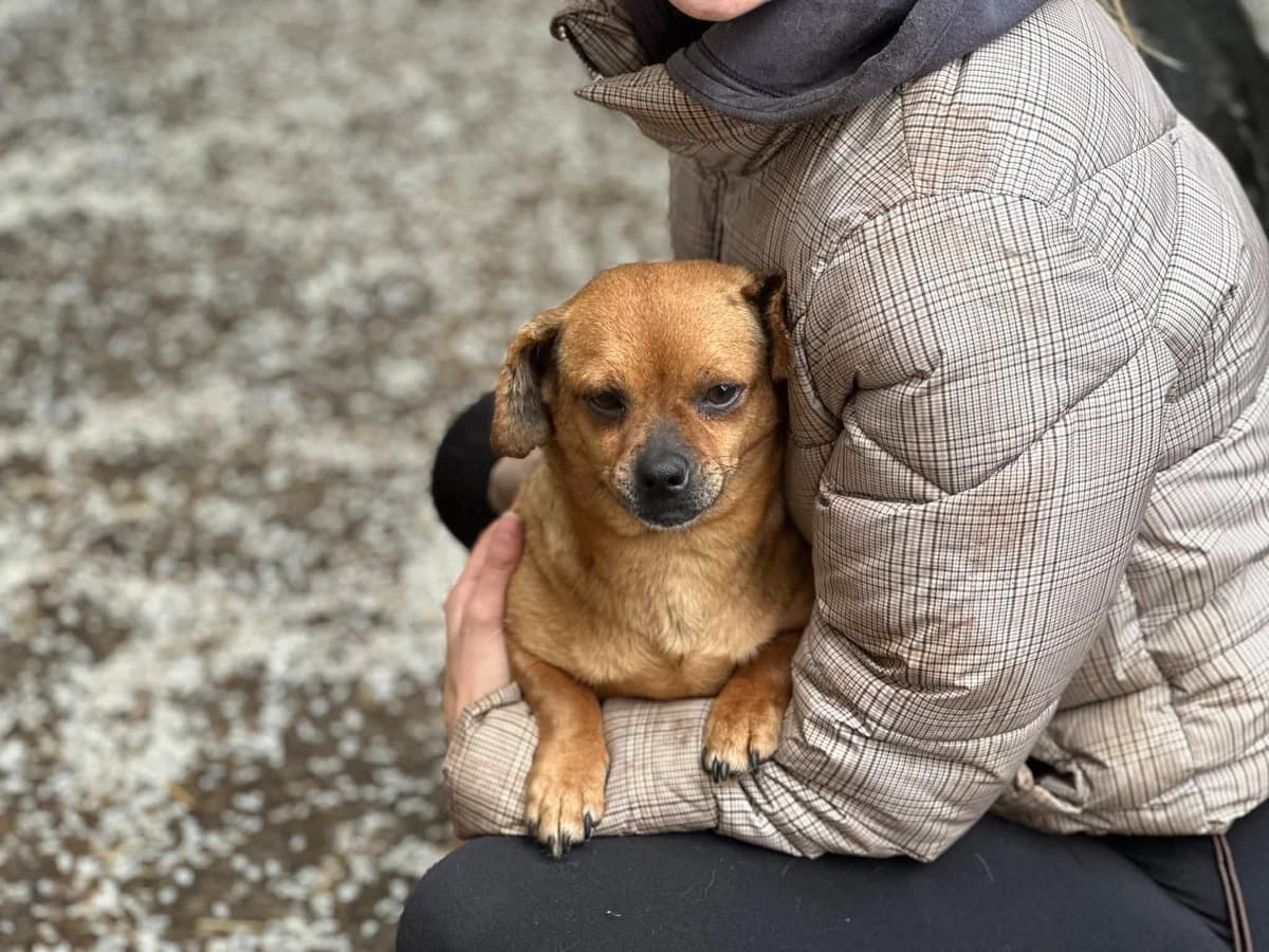 Tine, female 6yo Mixed Breed for adoption at Ein Herz für Streuner e.V., München