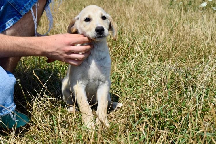 Tinka, female puppy Mixed Breed for adoption at Ein Herz für Streuner e.V., München