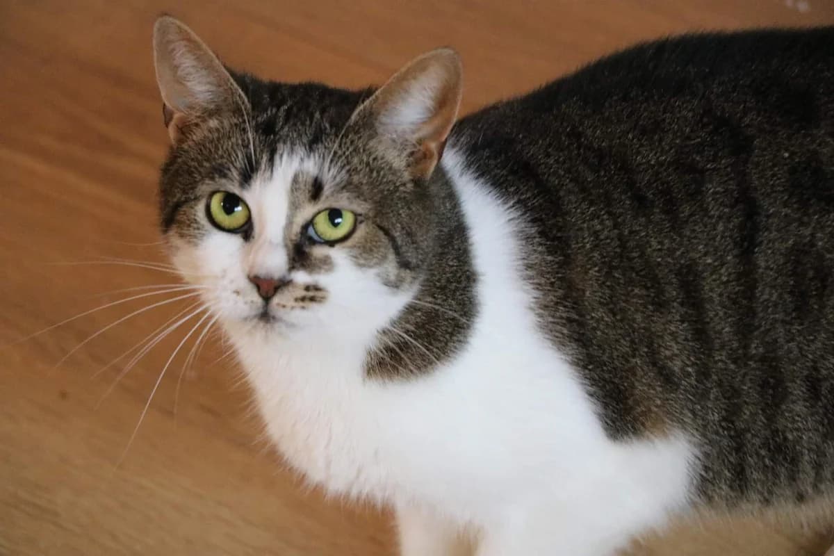 Tinka, female 3yo Mixed Breed for adoption at Ein Herz für Streuner e.V., München