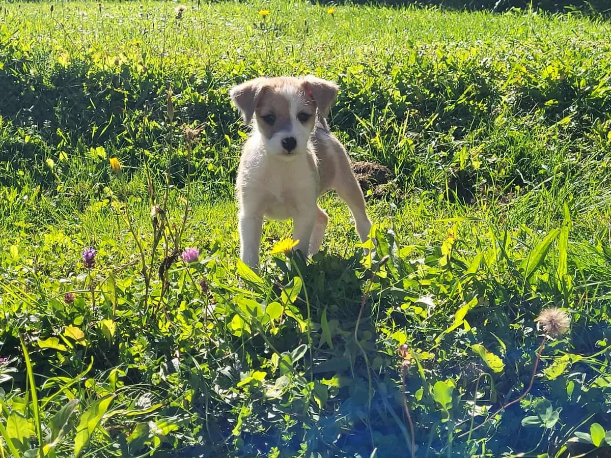 Tinkabell, weiß female puppy Mixed Breed for adoption at Ein Herz für Streuner e.V., München