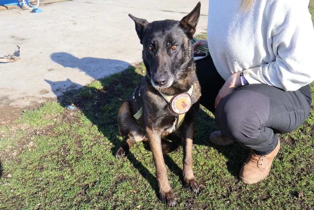 Tinkerbell, female 7yo Mixed Breed for adoption at Ein Herz für Streuner e.V., München
