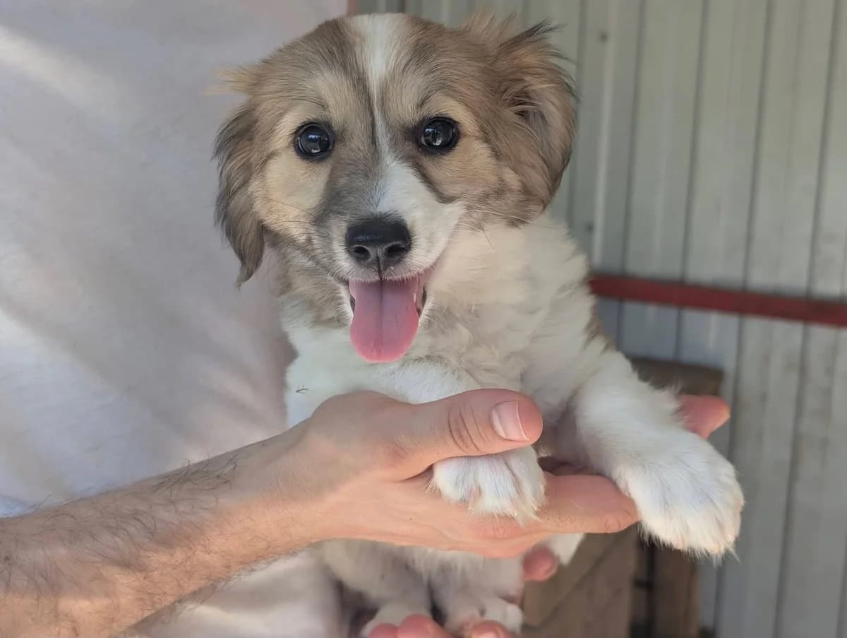 Tiny, male puppy Mixed Breed for adoption at Ein Herz für Streuner e.V., München