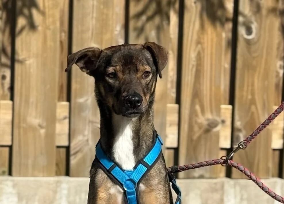 Tiny Tim, braun male 3yo Mixed Breed for adoption at Ein Herz für Streuner e.V., München