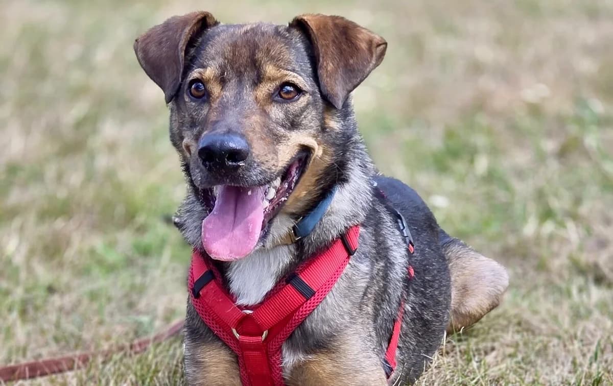 Tiny Tim, male 3yo Mixed Breed for adoption at Ein Herz für Streuner e.V., München